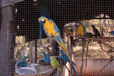 Ara ararauna türünün yetişkin mavisi ve sarısı makavı bedavaya kurtarıldı.