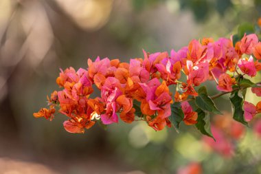 Bougainvillea cinsinin süs bitkisi çiçekleri