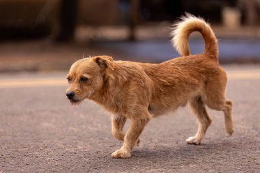 Hayvan memeli köpek köpek gezintisine yakın çekim.