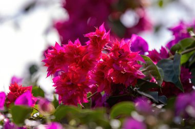 Bougainvillea cinsinin süs bitkisi çiçekleri