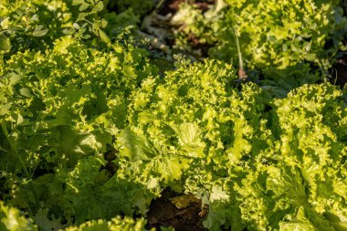 Lactuca sativa, bitkisel salataya yakın bir bitki türü.