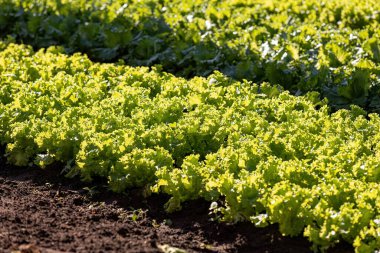 Lactuca sativa, bitkisel salataya yakın bir bitki türü.