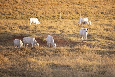 Nelore sığırlarının kapanış saatinde kuru otlaklarda