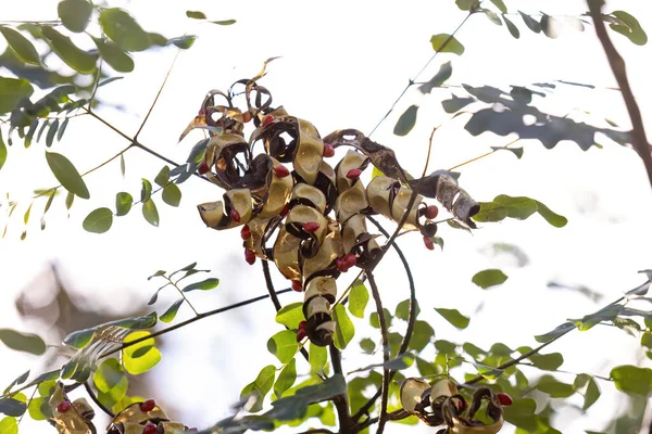 サガツリー種の種 アデナンサネラパビオニーナ — ストック写真