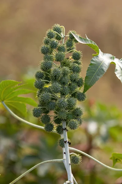 Ricinus komünü türünün Yeşil Castor Fasulye Bitkisi