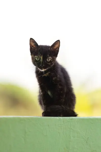 Primer Plano Gato Abandonado Mamífero Animal Felino — Foto de Stock