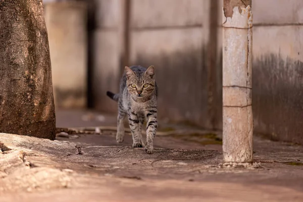 Närbild Grå Katt Däggdjur Promenader Trottoar — Stockfoto