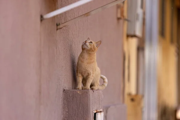 Μικρή Οικιακή Γάτα Κοντινή Απόσταση Επιλεκτική Εστίαση — Φωτογραφία Αρχείου