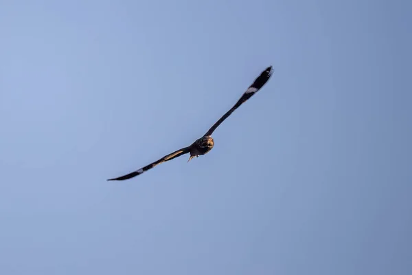 Animal Nacunda Nighthawk Species Chordeiles Nacunda Fly — Stock Photo, Image