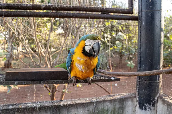 Dorosły Niebiesko Żółty Macaw Gatunku Ara Ararauna Uratowany Odwyku Celu — Zdjęcie stockowe