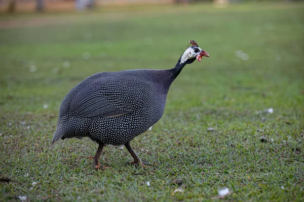 Close Guinea Fowl Farm Animal — Stock Photo, Image