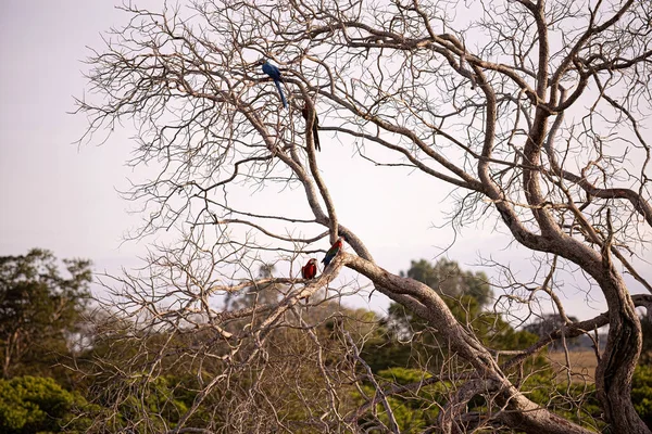 用蓝色的金刚鹦鹉和红色的金刚鹦鹉来特写干枯的树 — 图库照片