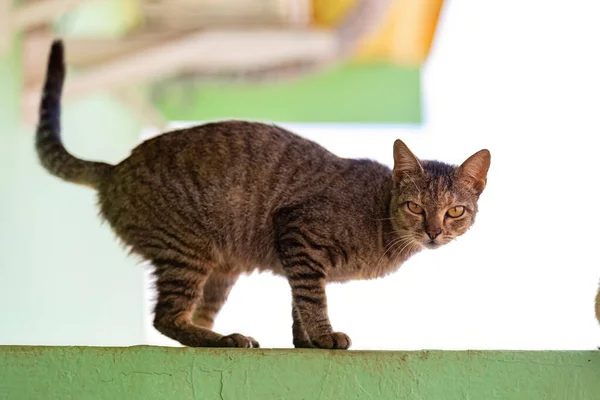 버려진 고양이 포유류 고양이 동물의 클로즈업 — 스톡 사진