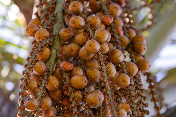 Желтые Плоды Бурити Пальмы Выборочным Фокусом — стоковое фото