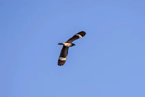 Animal Nacunda Nighthawk Druhu Chordeiles Nacunda Fly — Stock fotografie