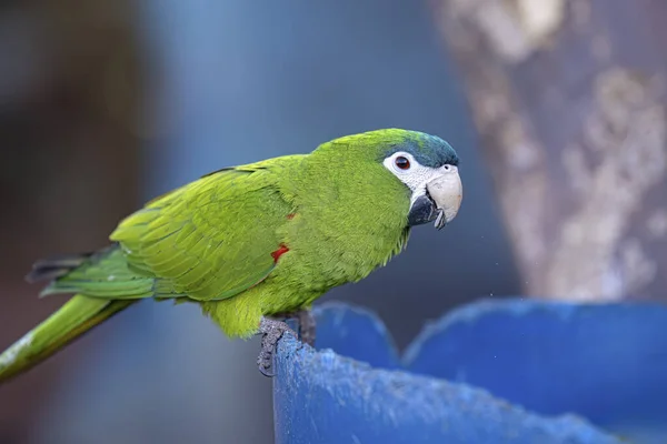 Adult Red Shouldered Macaw Species Diopsittaca Nobilis — Stock Photo, Image