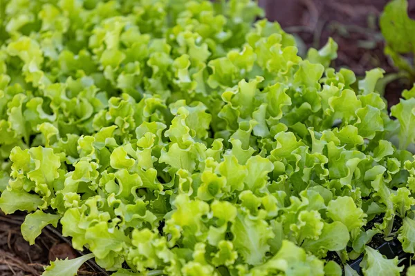 close up seedlings of lettuce plant of the species Lactuca sativa