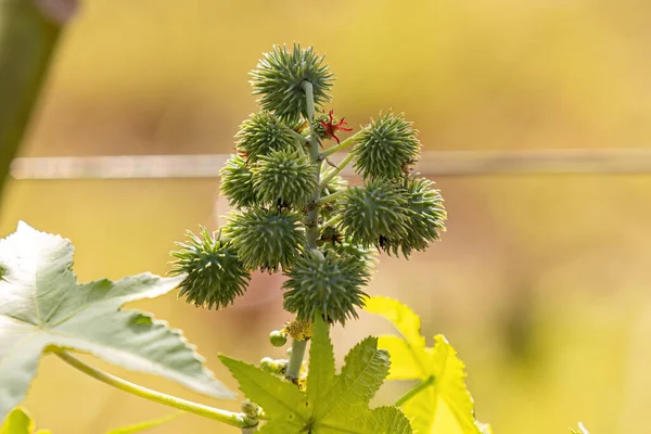 stock image Green Castor Bean Plant of the species Ricinus communis