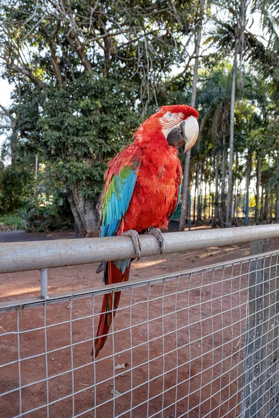 Dospělí Červený Zelený Macaw Druhu Ara Chloropterus — Stock fotografie