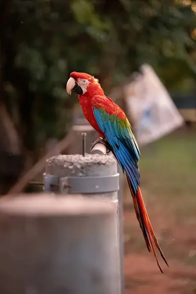 Dorosły Czerwony Zielony Macaw Gatunku Ara Chloropterus — Zdjęcie stockowe