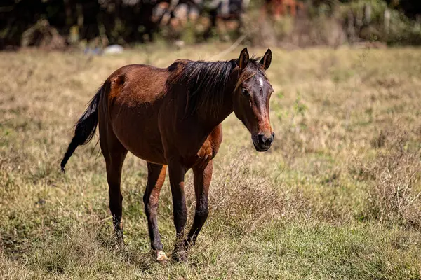 closeup of animal horse in farm pasture field
