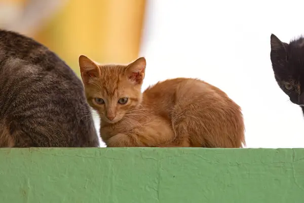Primer Plano Gato Abandonado Mamífero Animal Felino — Foto de Stock