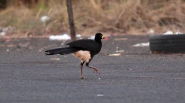 Erkek Yetişkin Çıplak Suratlı Curassow