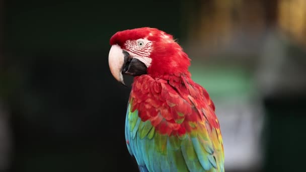 Ενηλίκων Red Green Macaw — Αρχείο Βίντεο