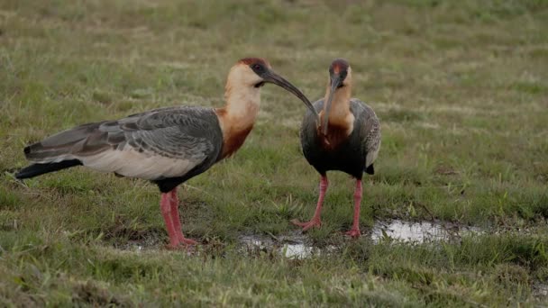 Çimenlerdeki Hayvan Kuşu Kabarık Boyunlu Ibis — Stok video