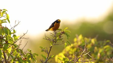 Erkek İhlali Euphonia, Euphonia türünün öforisi.