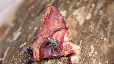 Yavaş Çekim Yakın Çekim Calliphoridae Çiğ Et Üzerine İniyor