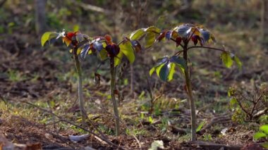 Göbek ağrısı Bush Bitkisi Jatropha Gossypiifolia