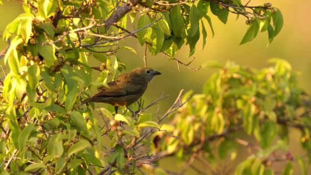 Palm Tanager Bird Species Thraupis Palmarum — Stok video