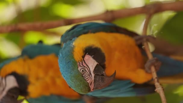 Adult Blue Yellow Macaw — Stock Video