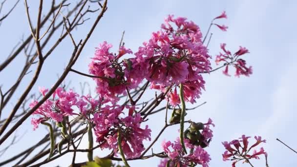 Рожевий Квітуче Дерево Роду Handroanthus — стокове відео