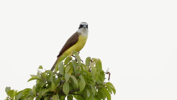 Ζωικό Πτηνό Great Kiskadee Του Είδους Pitangus Sulphuratus — Αρχείο Βίντεο