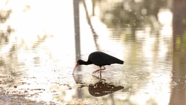 Hayvan Bare Ibis Türü Phimosus Infuscatus Ile Karşı Karşıya Geldi — Stok video