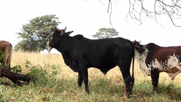 클로즈업 브라질 쇠고기 농장에서 그레이징 — 비디오