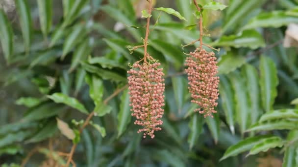 Flowering Plant Tree Species Mabea Fistulifera — Stock Video