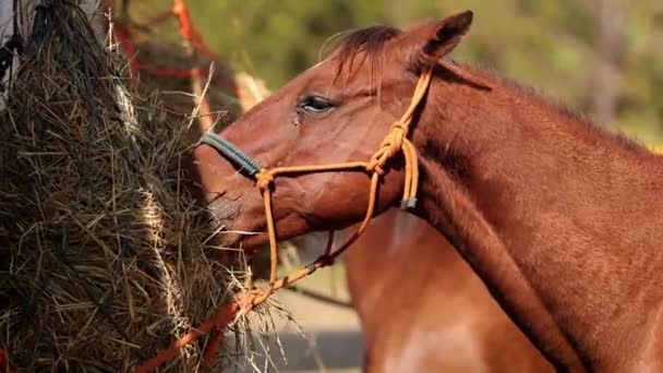 Zbliżenie Konia Jedzącego Suchą Trawę Farmie — Wideo stockowe