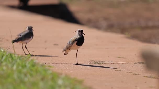 Dorosły Południowy Ptak Gatunku Vanellus Chilensis — Wideo stockowe