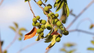 Guazuma ulmifolia türünün Batı Hindistan Elm Bitkisi