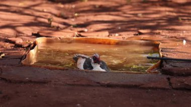 Cairina moschata türünün Muscovy Duck Hayvanı