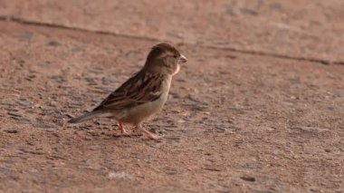 Passer domesticus türünün Küçük Ev Serçesi