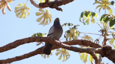 Columba livia domestica hayvan güvercini.