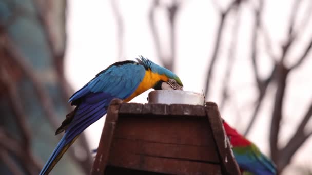Vuxen Blå Och Gul Macaw — Stockvideo