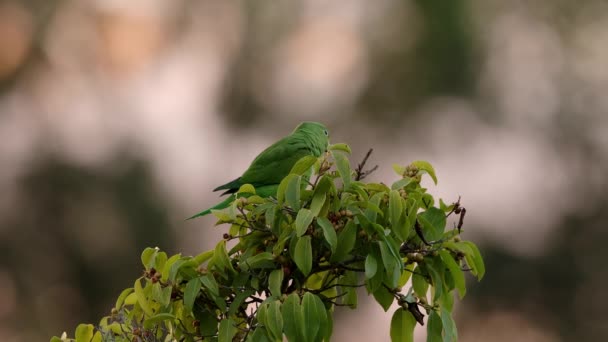 Κίτρινο Chevroned Parakeet Του Είδους Brotogeris Chiriri — Αρχείο Βίντεο