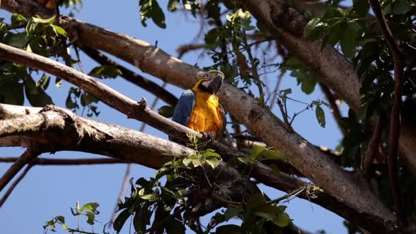Yetişkin Mavi Sarı Macaw — Stok video
