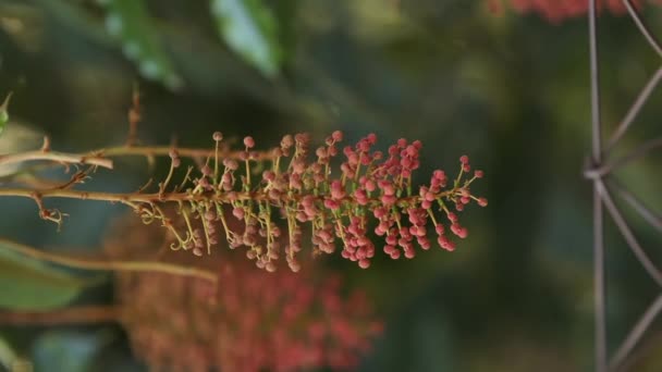 Vertical Video Planta Floreciente Árbol Especie Mabea Fistulifera — Vídeos de Stock