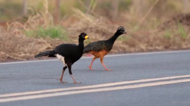 Erkek ve dişi çiftler yetişkinler, Crax fasciolata türünün çıplak yüzlü Curassow 'u